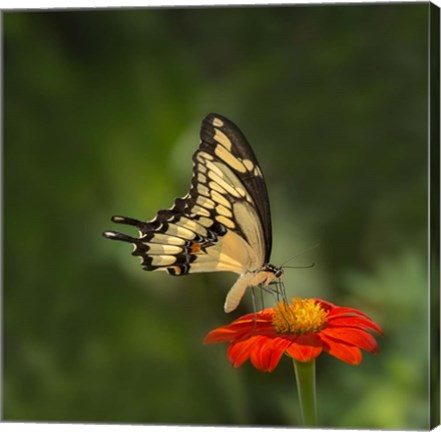 Framed Butterfly Portrait V Print