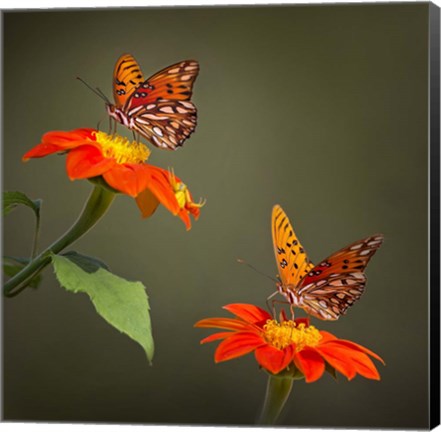 Framed Butterfly Portrait VI Print