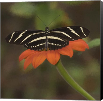 Framed Butterfly Portrait VII Print