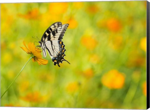 Framed Butterfly Portrait VIII Print