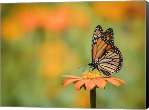 Framed Butterfly Portrait IX Print