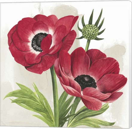 Framed Crimson Anemones I Print