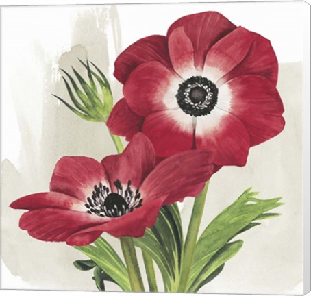 Framed Crimson Anemones II Print