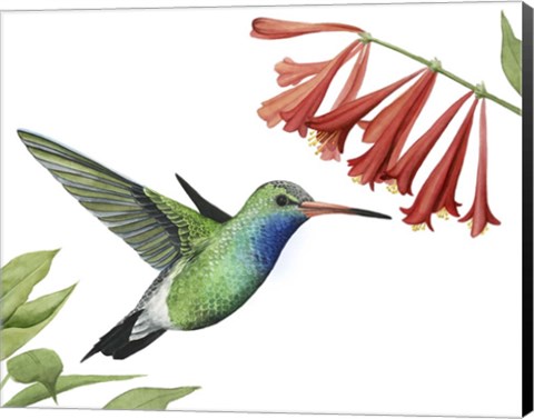 Framed Hummingbird &amp; Flower II Print