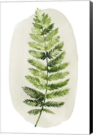 Framed Spot Fern II Print