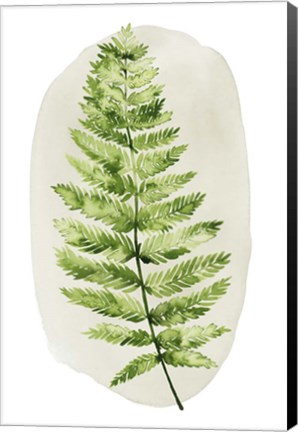 Framed Spot Fern III Print