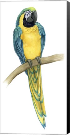 Framed Teal Macaw II Print