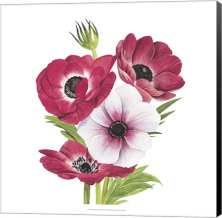 Framed Anemone Blooms II Print