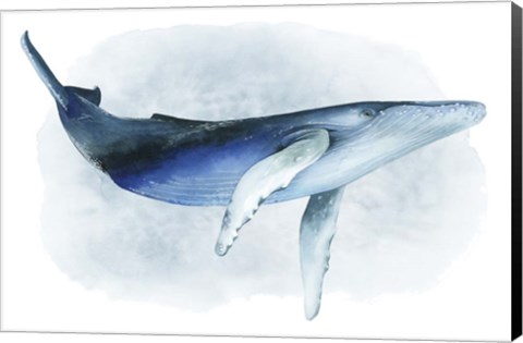 Framed Watercolor Humpback I Print