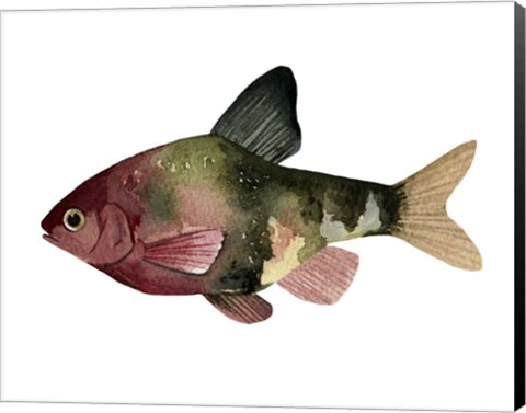Framed Rainbow Fish IV Print