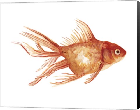 Framed Ornamental Goldfish II Print