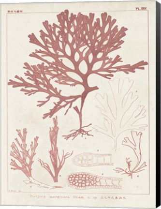 Framed Antique Coral Seaweed II Print