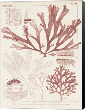 Framed Antique Coral Seaweed IV Print