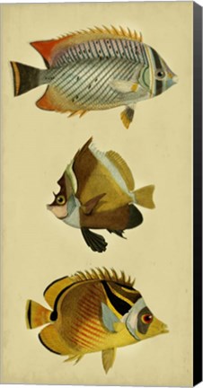Framed Trio of Tropical Fish II Print