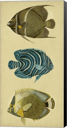 Framed Trio of Tropical Fish III Print