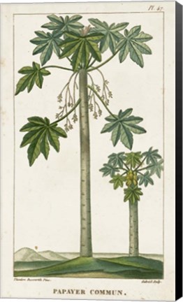 Framed Exotic Palms II Print