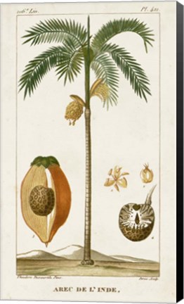Framed Exotic Palms V Print