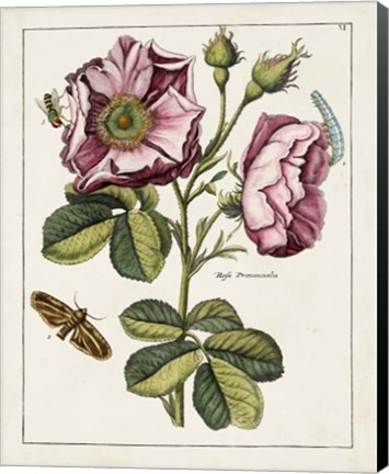 Framed Pink Rose Print