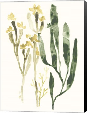 Framed Kelp Collection IV Print