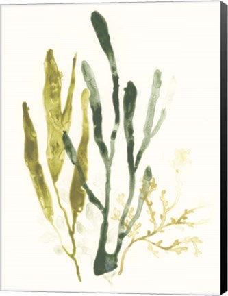 Framed Kelp Collection I Print