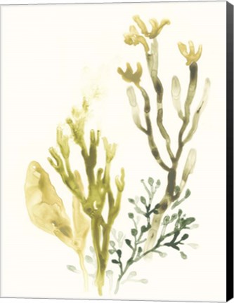Framed Kelp Collection II Print