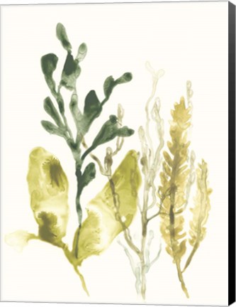 Framed Kelp Collection III Print