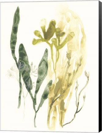 Framed Kelp Collection VI Print