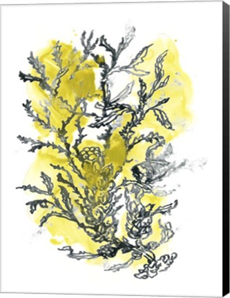 Framed Citron Sea Kelp II Print