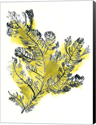 Framed Citron Sea Kelp IV Print