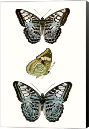 Framed Butterfly Specimen I Print