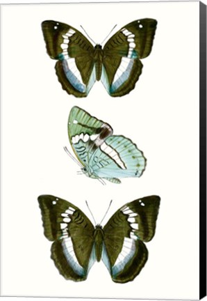 Framed Butterfly Specimen II Print