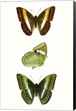 Framed Butterfly Specimen III Print