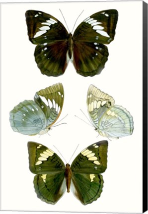 Framed Butterfly Specimen IV Print