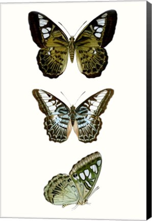 Framed Butterfly Specimen VI Print