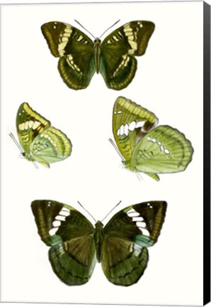 Framed Butterfly Specimen VII Print