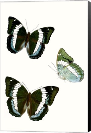 Framed Butterfly Specimen VIII Print