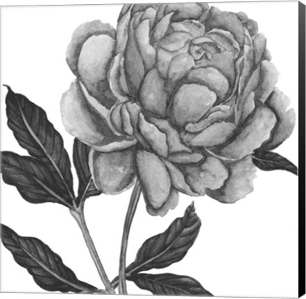 Framed Flowers in Grey IV Print