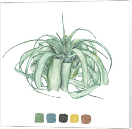 Framed Air Plant Study I Print