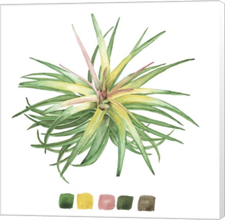 Framed Air Plant Study IV Print