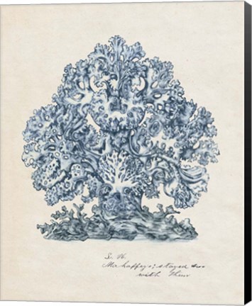 Framed Sea Coral Study II Print