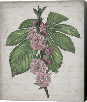 Framed Floral Memory II Print