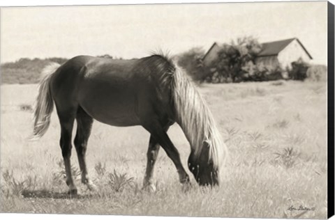 Framed Summer Grazing Print