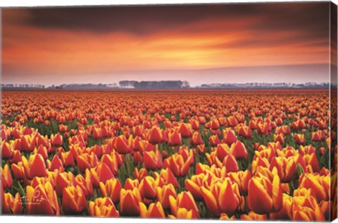 Framed Dramatic Tulips Print