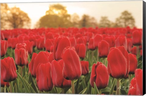 Framed Tulips from Twente Print