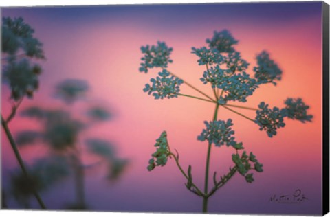 Framed Cow Parsley Print