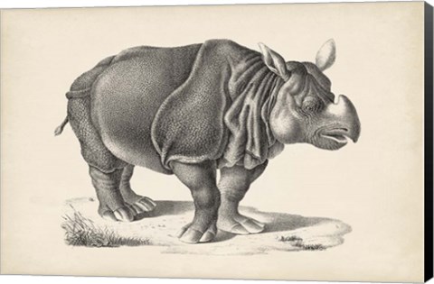 Framed Rhinoceros Print