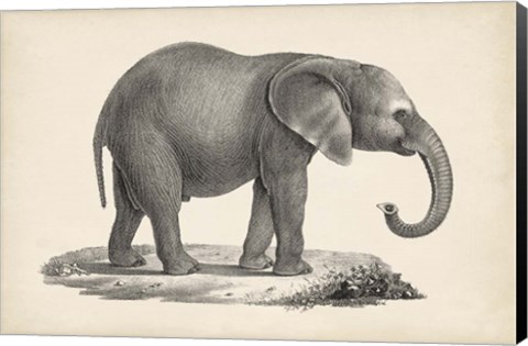 Framed Young Elephant Print