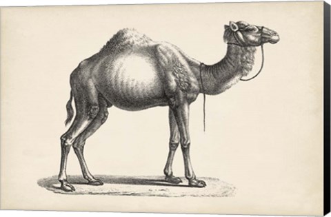 Framed Dromedary Print