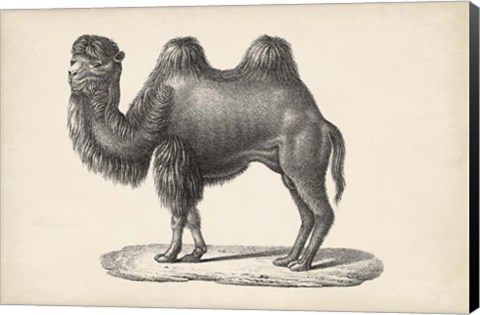 Framed Camel Print