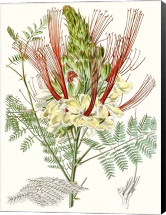 Framed Tropical Variety II Print